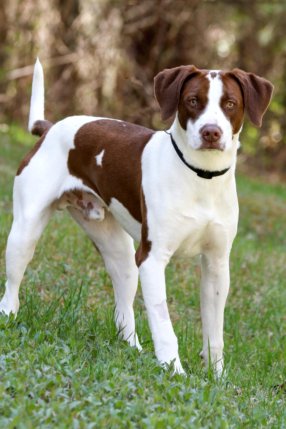 Scout
