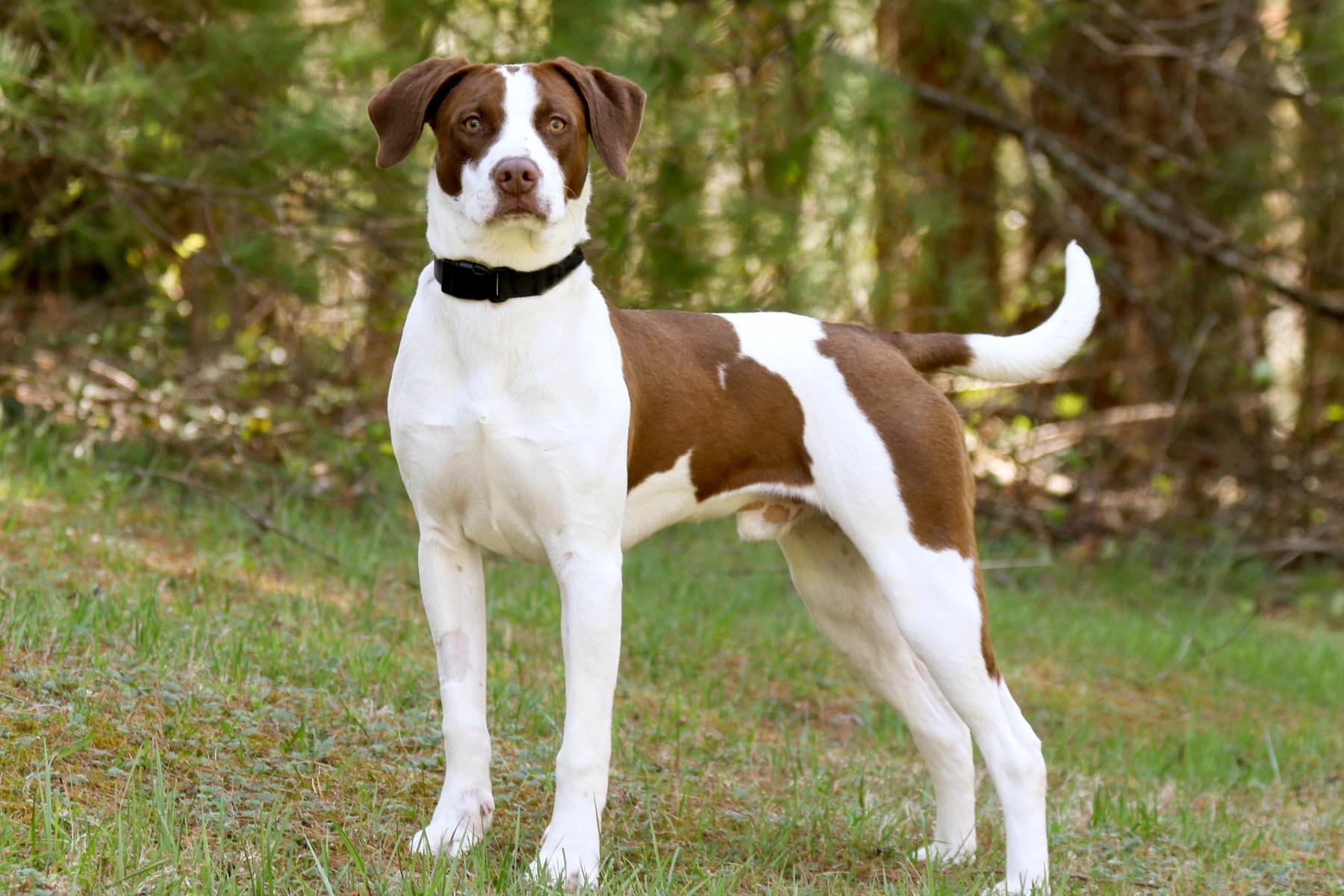 Scout