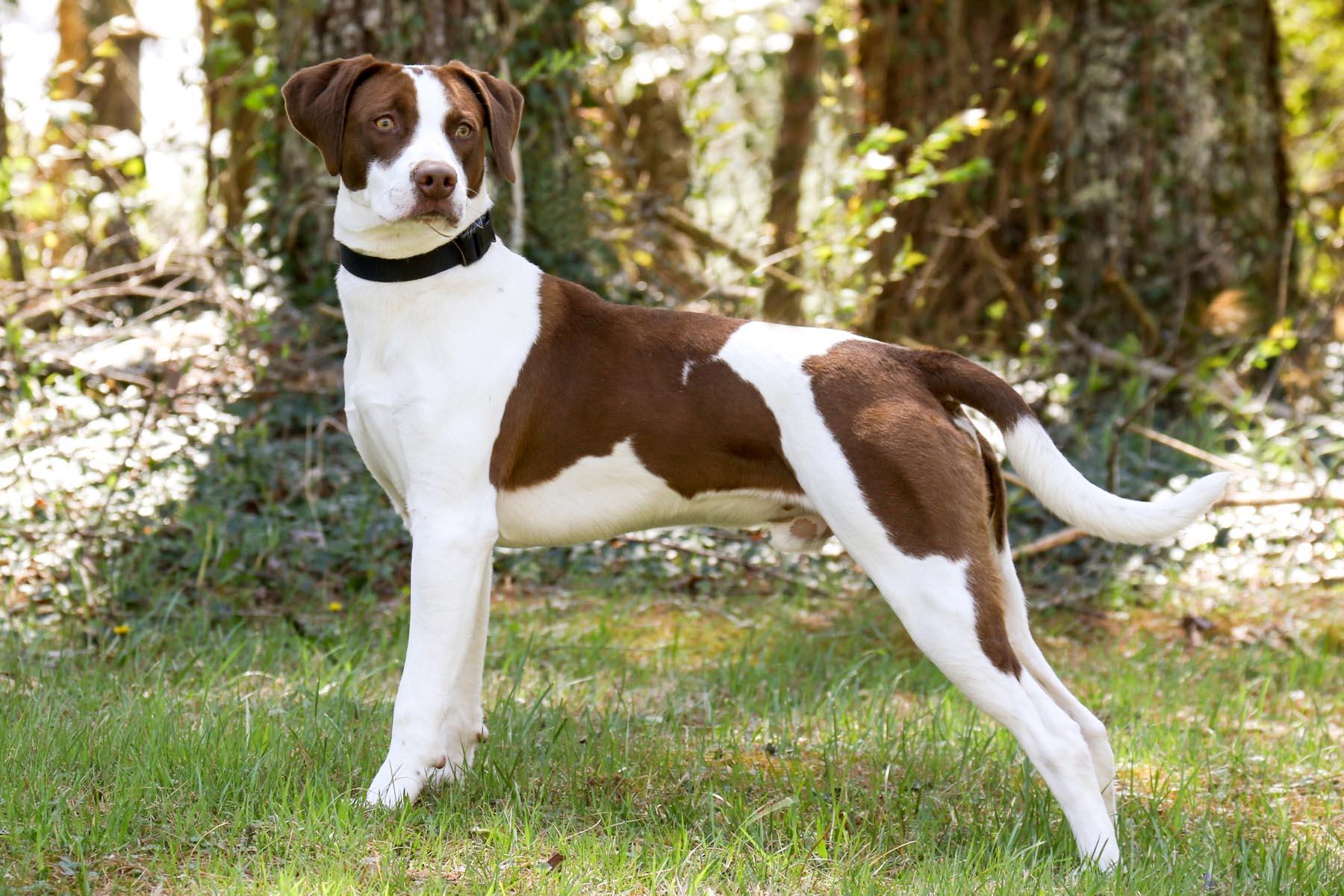 Scout
