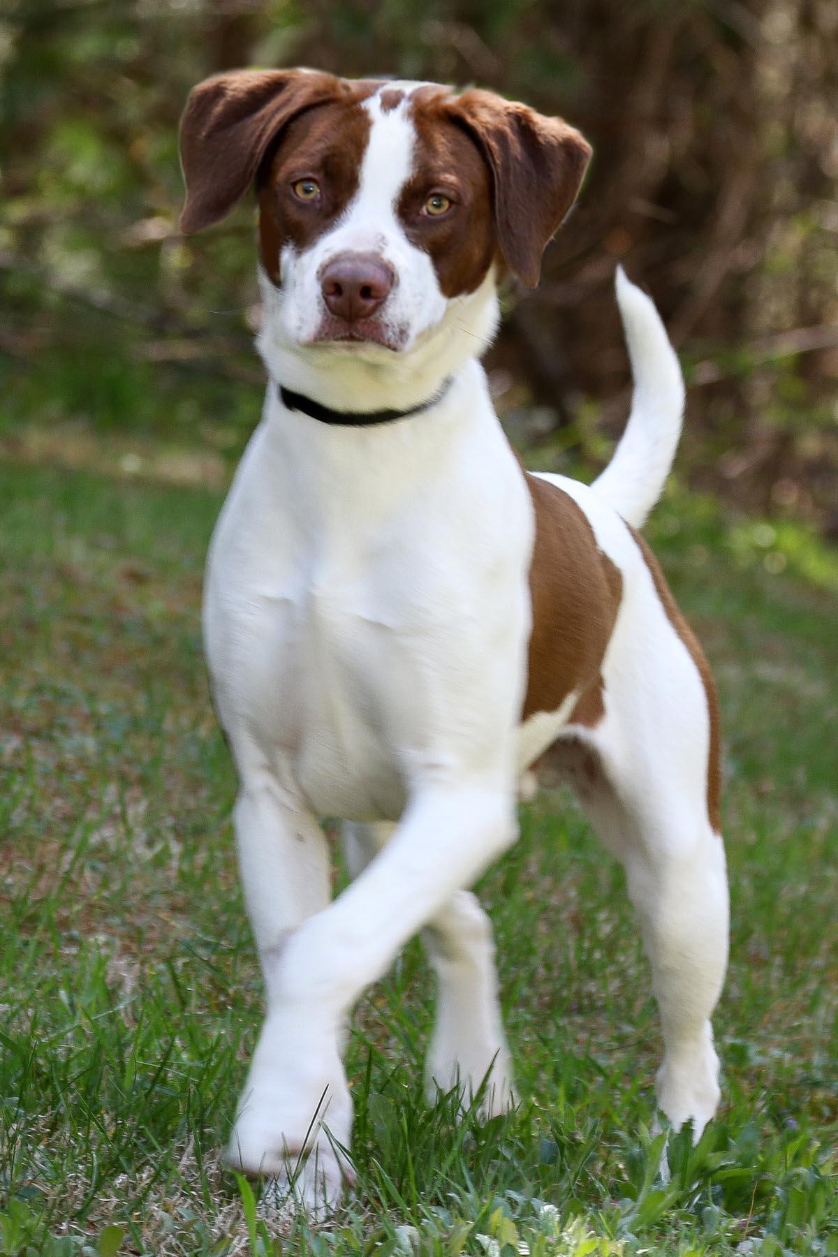 Scout