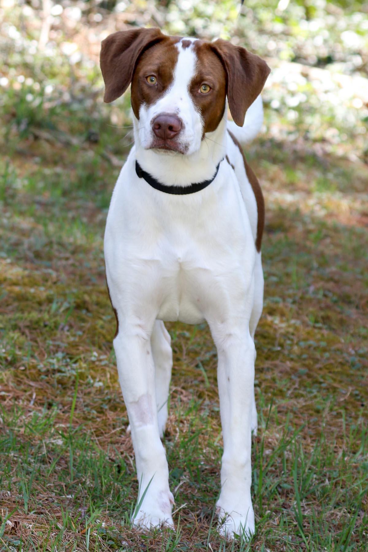 Scout