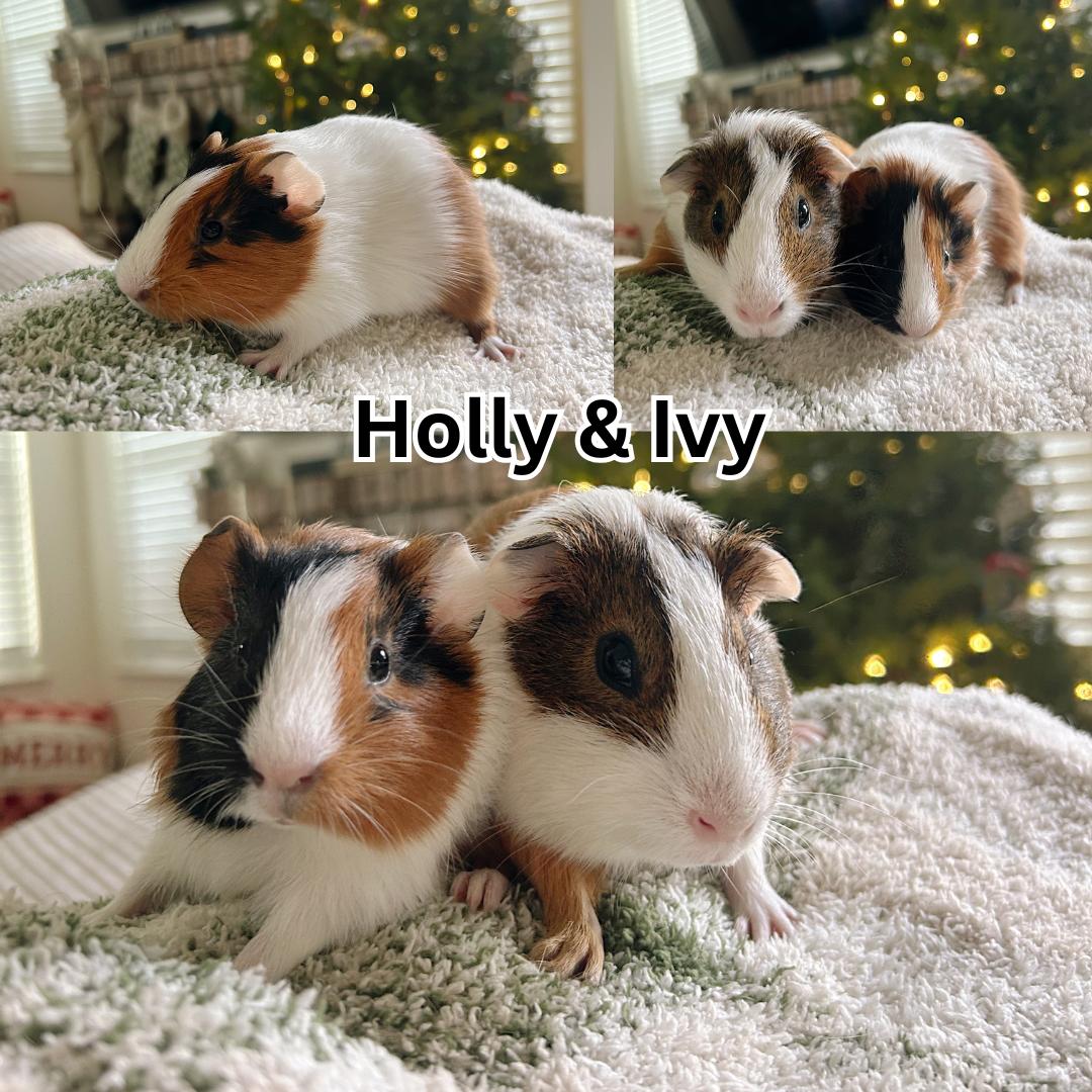 Enlarge Holly & Ivy, a ADOPTABLE Guinea Pig in Ripon, CA image 1/1