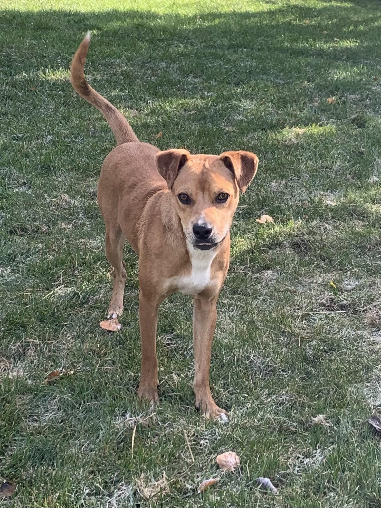 Kit, Adoptable, Adult Male Mixed Breed.