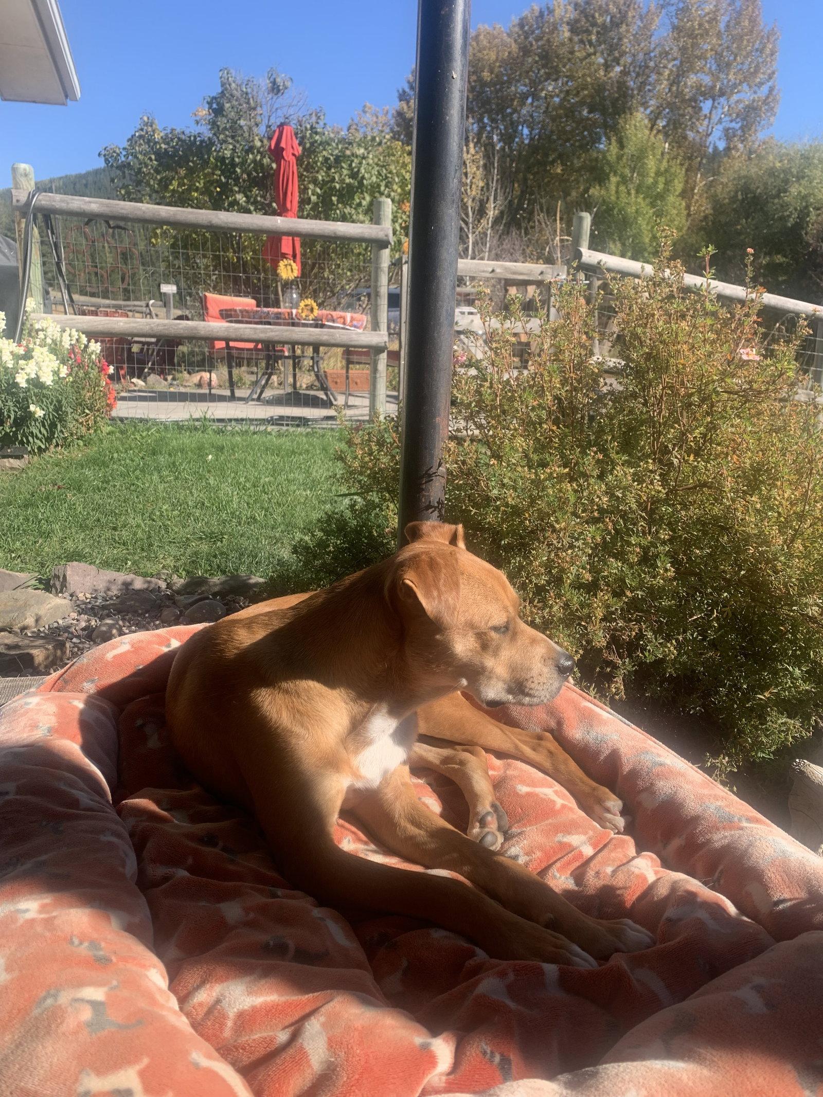 Enlarge Kit, a Adoptable Mixed Breed in Polson, MT image 2/3