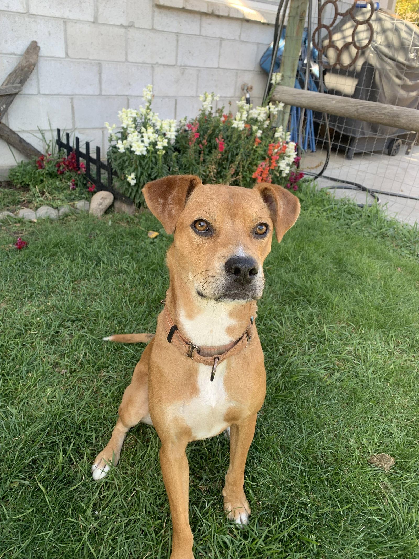 Enlarge Kit, a Adoptable Mixed Breed in Polson, MT image 3/3