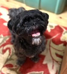 JAX, Adult Male Shih Tzu