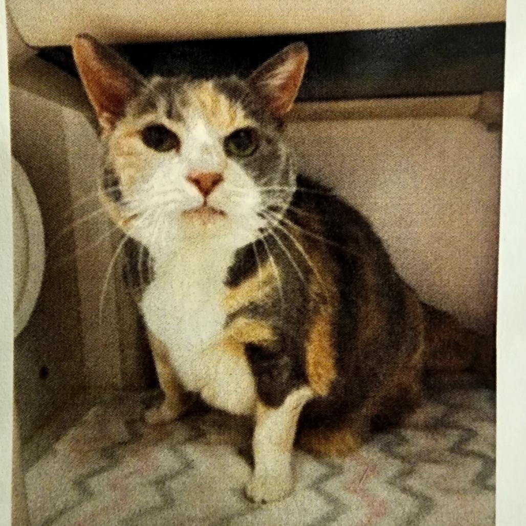 Piper, Adoptable, Senior Female Domestic Short Hair.