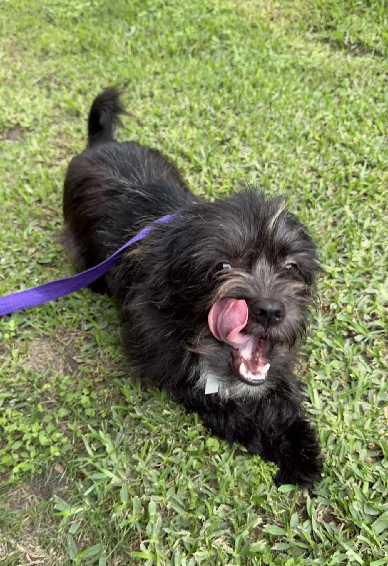 Capri, a ADOPTABLE mixed breed in Westerly, RI image 2/3
