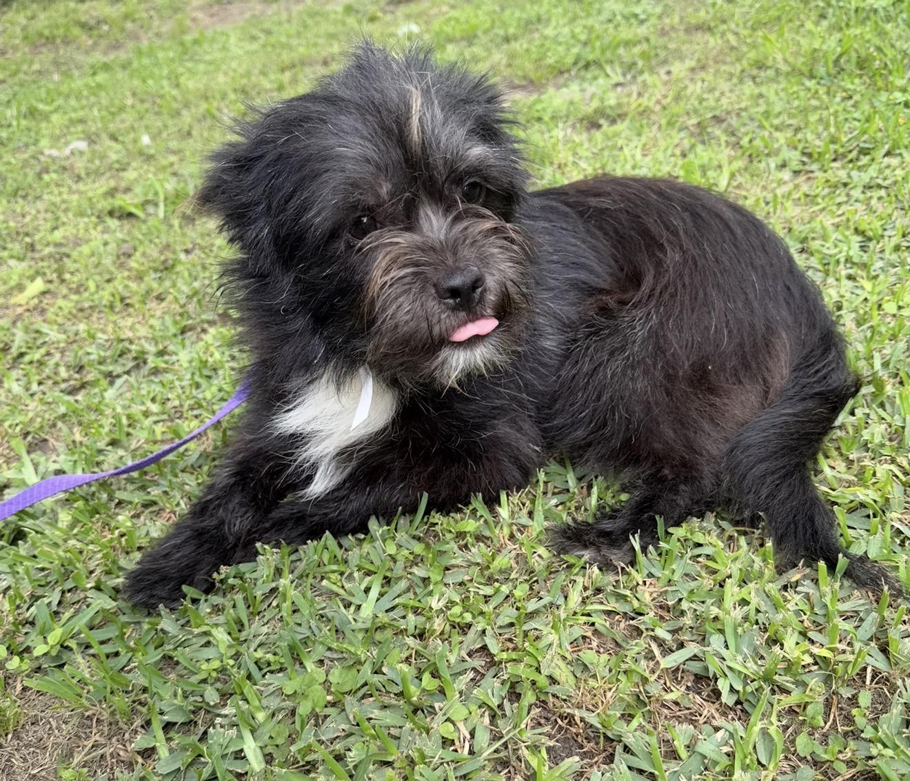 Capri, a ADOPTABLE mixed breed in Westerly, RI image 3/3