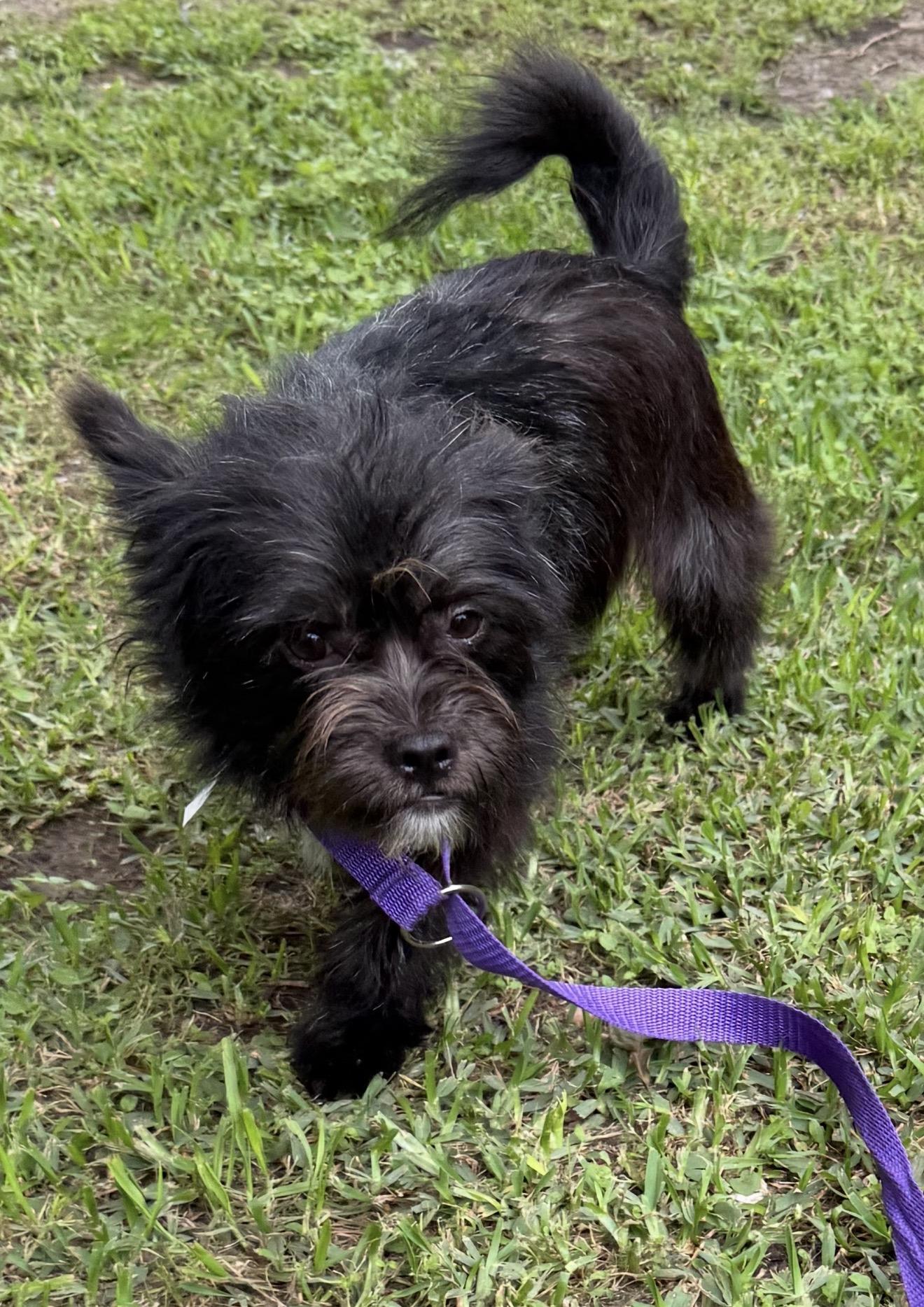 Capri, ADOPTABLE, Adult Male Shih Tzu.