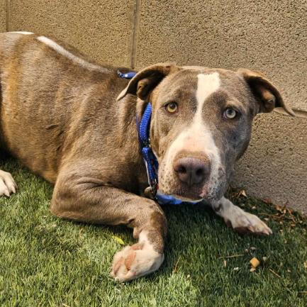 Enlarge Hulket, a Adoptable mixed breed in Fort Collins, CO image 1/6