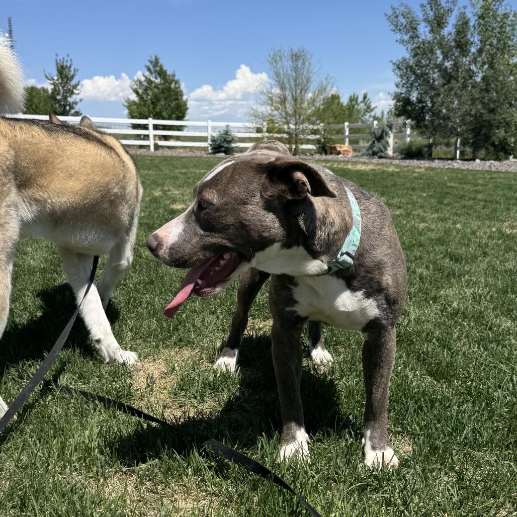 Enlarge Hulket, a Adoptable mixed breed in Fort Collins, CO image 2/6