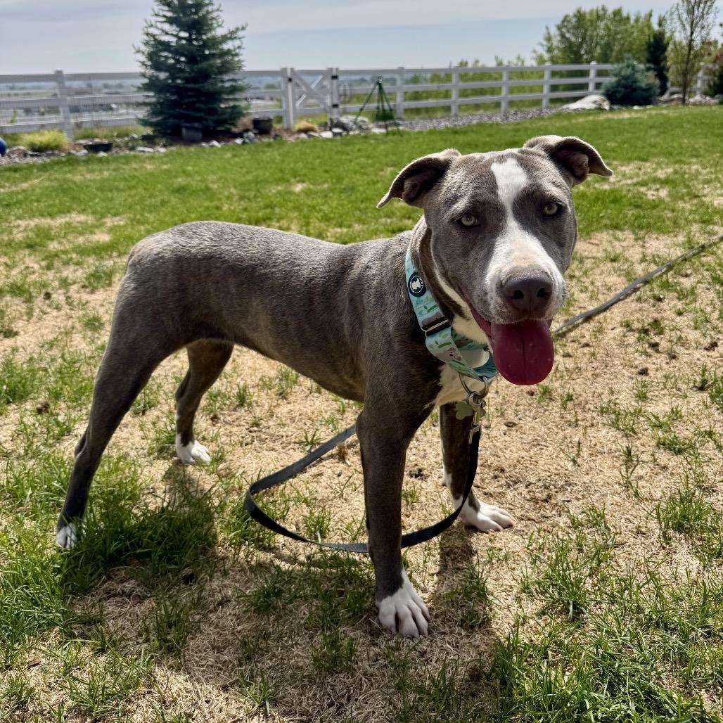 Enlarge Hulket, a Adoptable mixed breed in Fort Collins, CO image 3/6