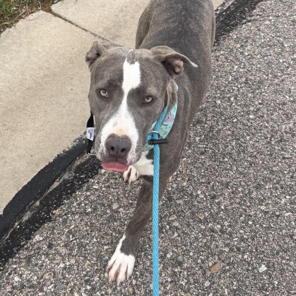 Enlarge Hulket, a Adoptable mixed breed in Fort Collins, CO image 4/6