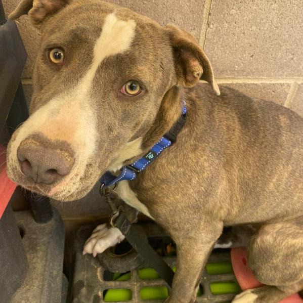 Enlarge Hulket, a Adoptable mixed breed in Fort Collins, CO image 5/6