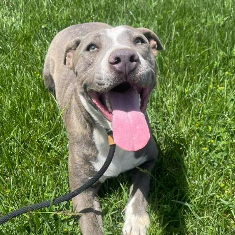 Enlarge Hulket, a Adoptable mixed breed in Fort Collins, CO image 6/6