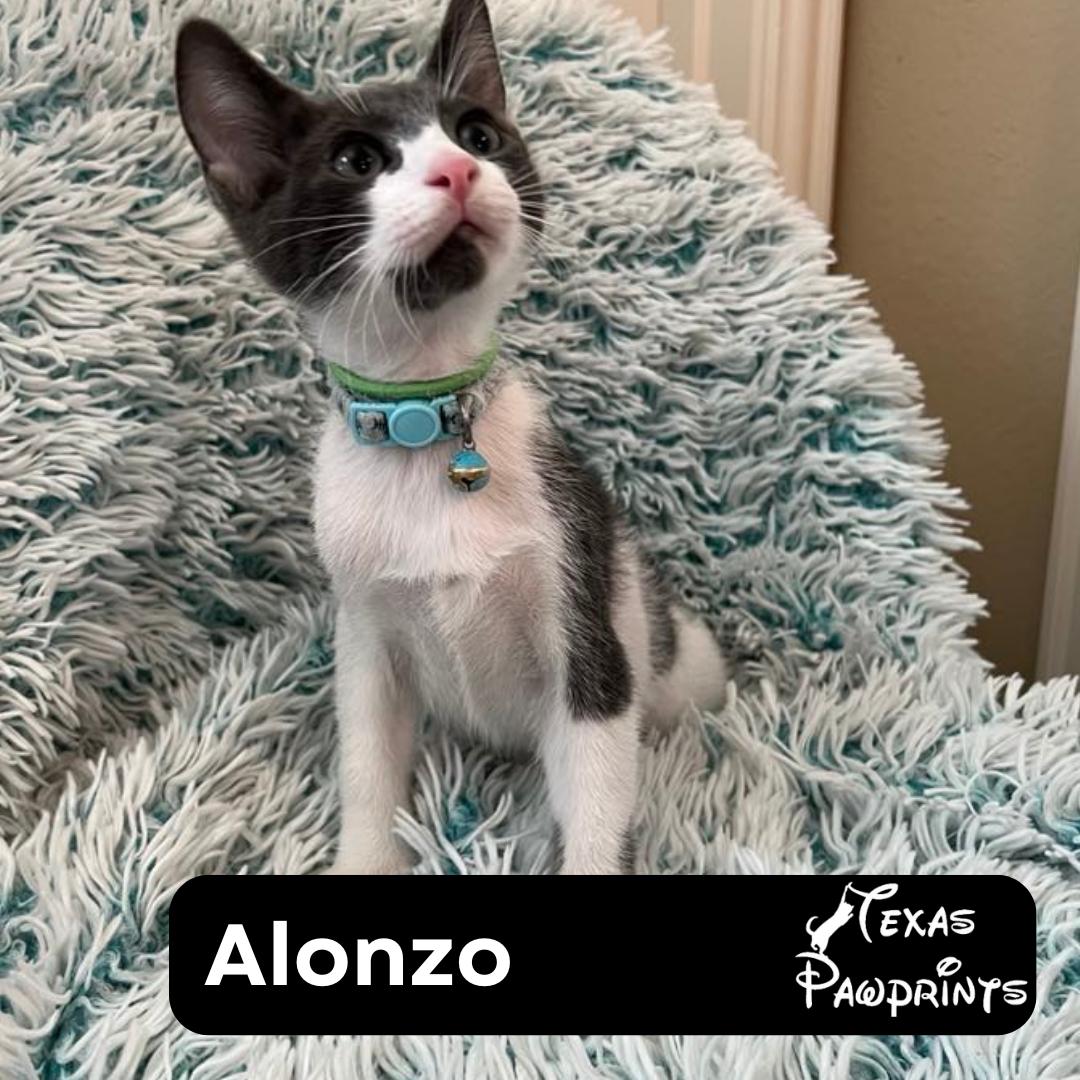 Alonzo photo 1