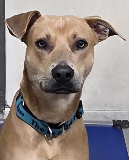 Enlarge Rebel, a Adoptable mixed breed in Fairhope, AL image 1/2