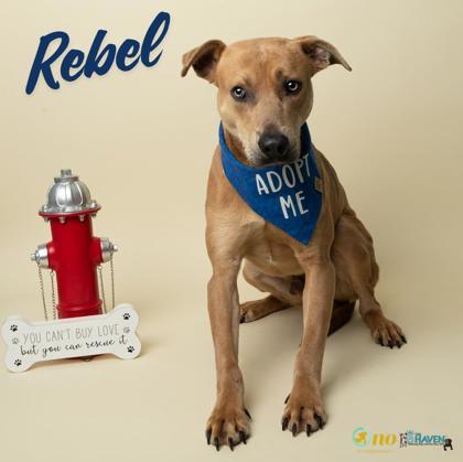 Rebel, Adoptable, Adult Male Pit Bull Terrier & Mixed Breed.