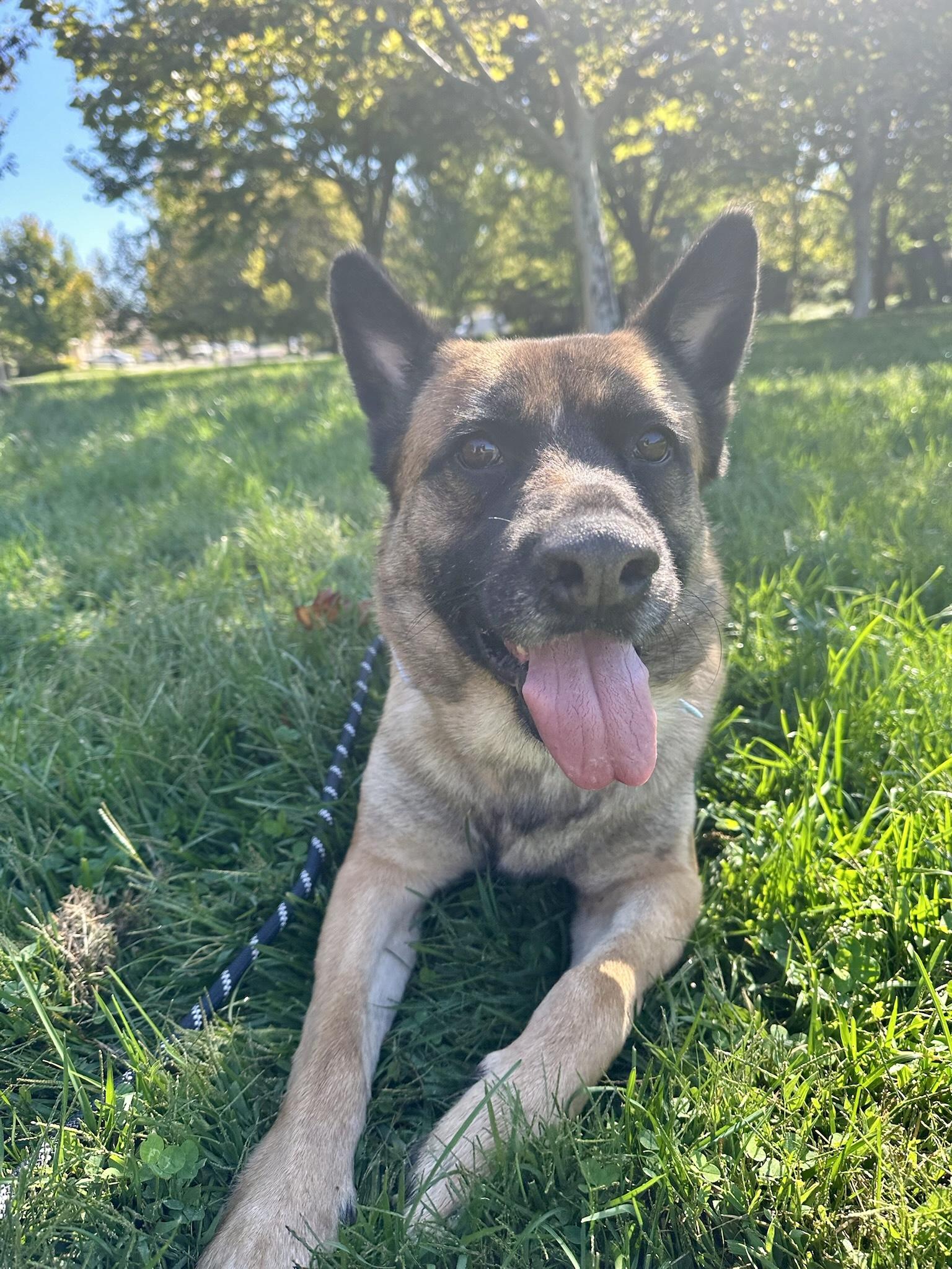 Zeke, a Adoptable German Shepherd Dog image 2/6