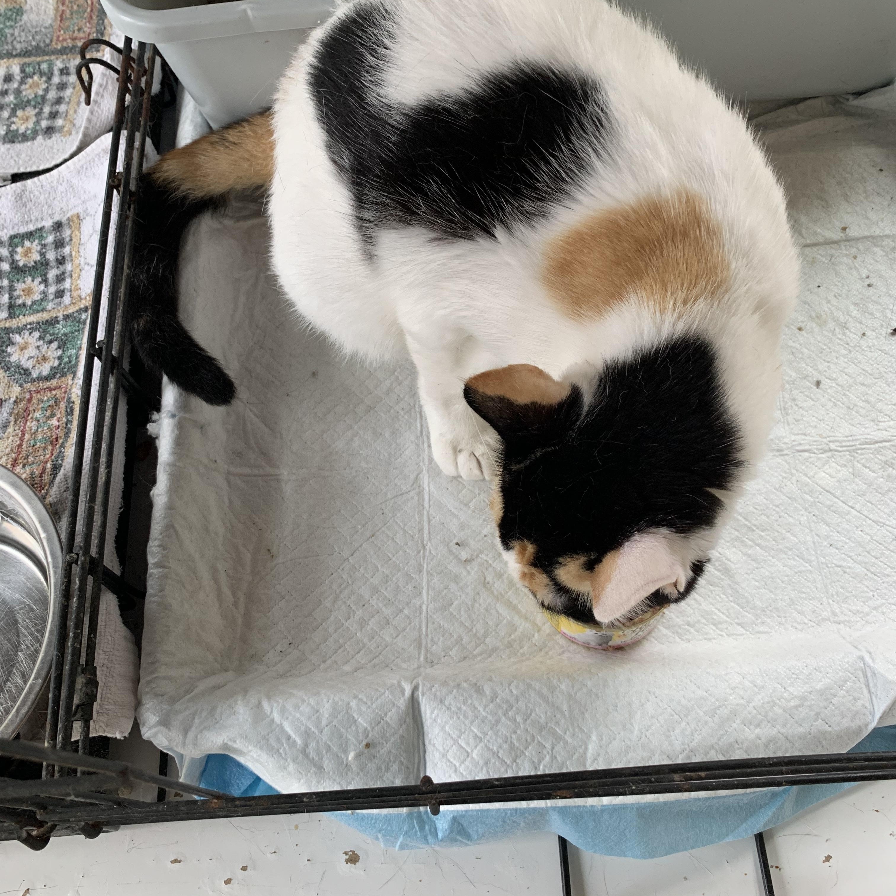Opal, adoptable, Adult Female Domestic Short Hair.