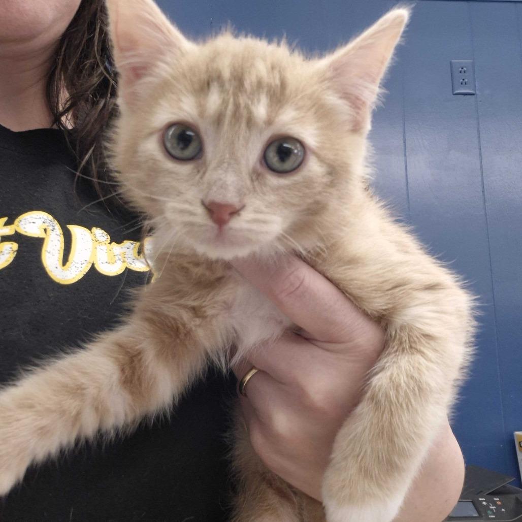 Enlarge Max, a Adoptable Domestic Medium Hair in Oak Hill, WV image 1/1