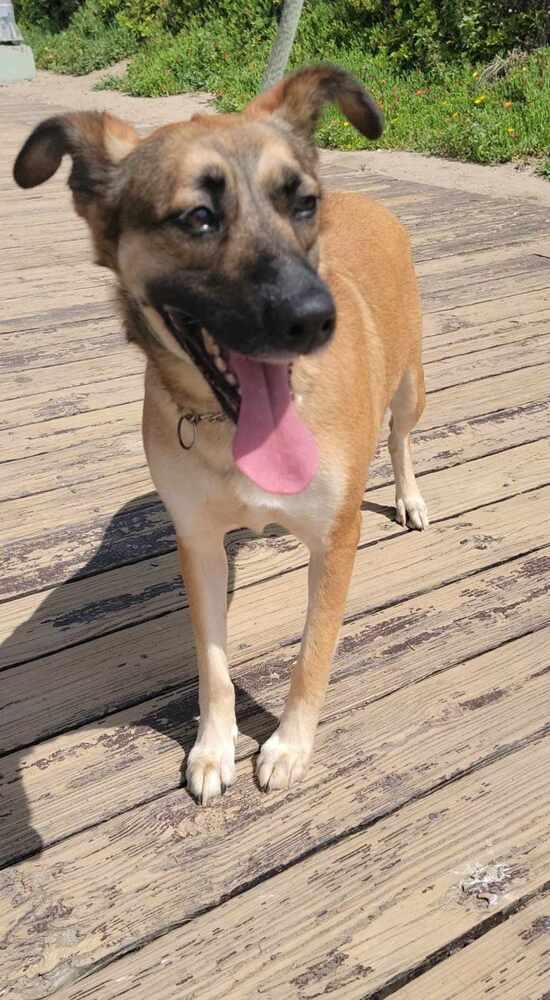 Yatziry, Adoptable, Adult Male Shepherd & Belgian Shepherd / Sheepdog.