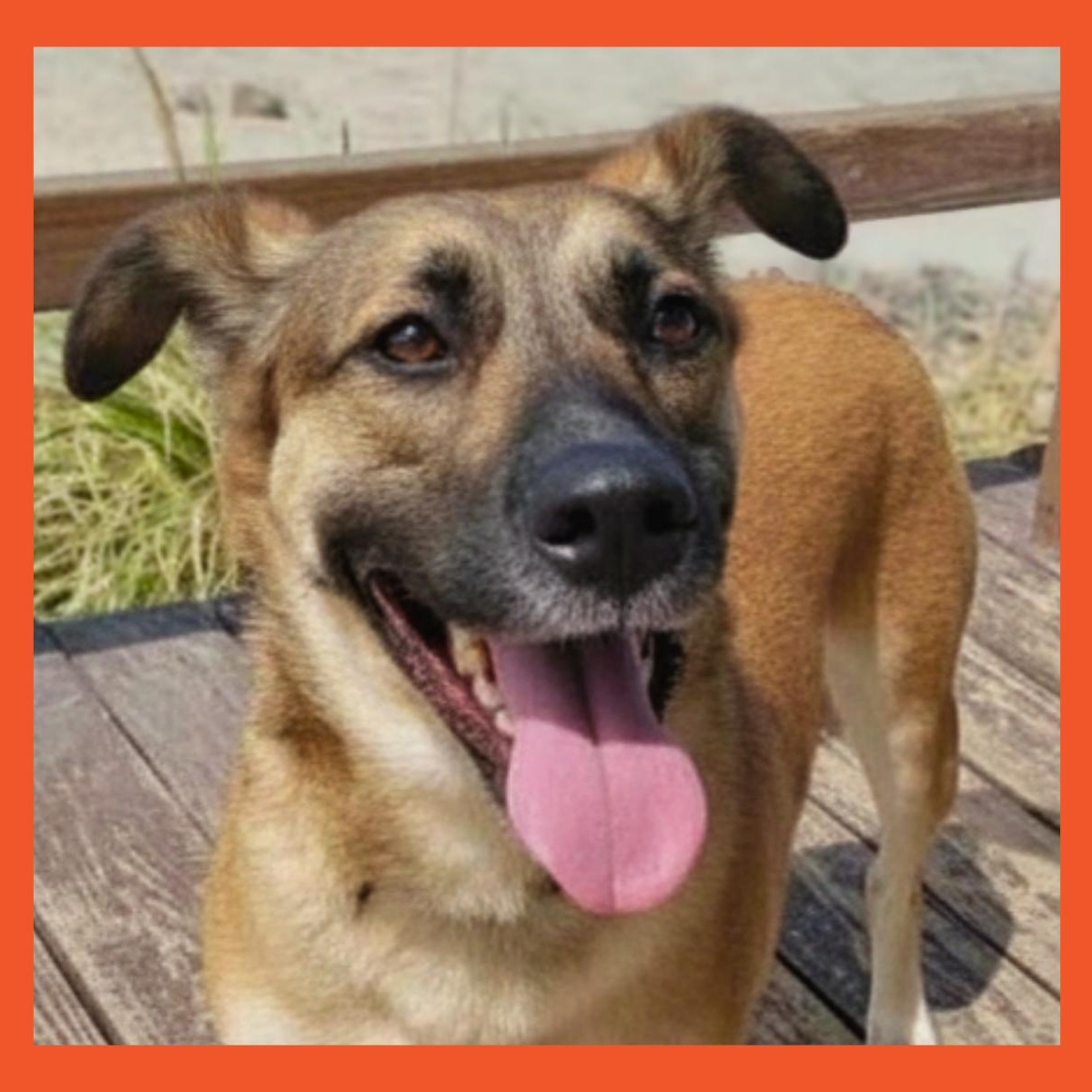 Yatziry, Adoptable, Adult Male Shepherd & Belgian Shepherd / Sheepdog.