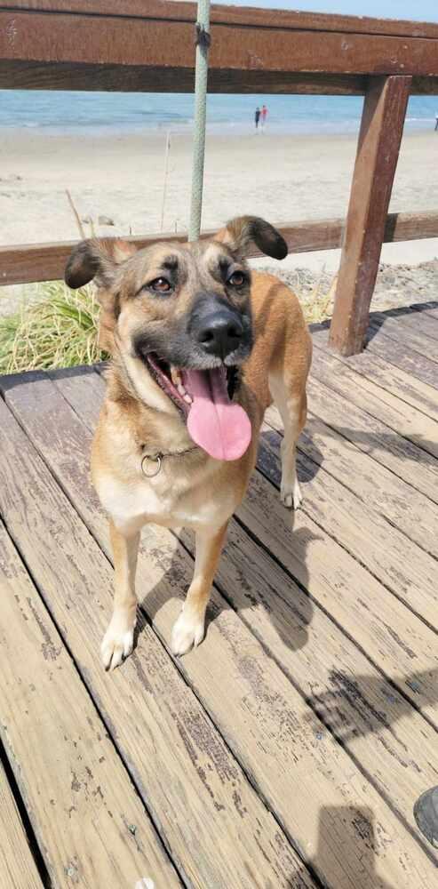 Enlarge Yatziry, a Adoptable mixed breed in San Francisco, CA image 2/3