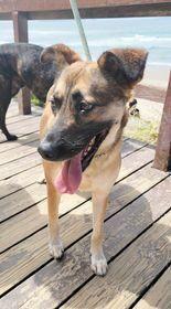 Enlarge Yatziry, a Adoptable mixed breed in San Francisco, CA image 3/3