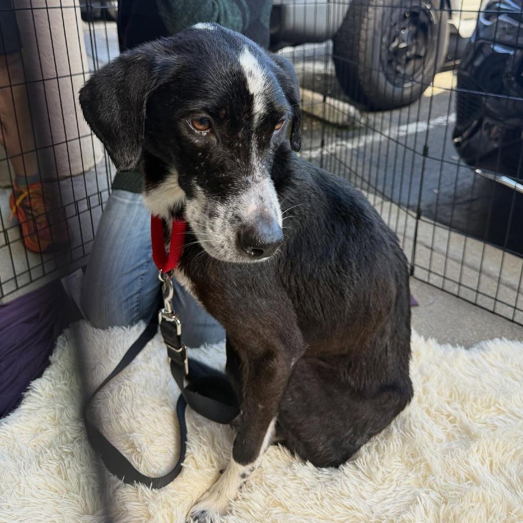 Willow, a Adoptable Mixed Breed in San Francisco, CA image 1/3