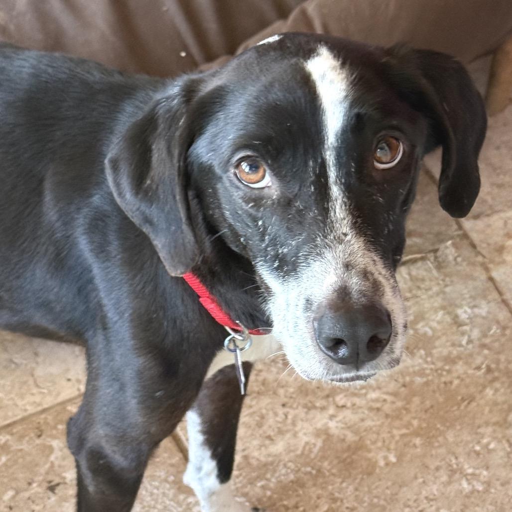 Willow, a Adoptable Mixed Breed in San Francisco, CA image 2/3