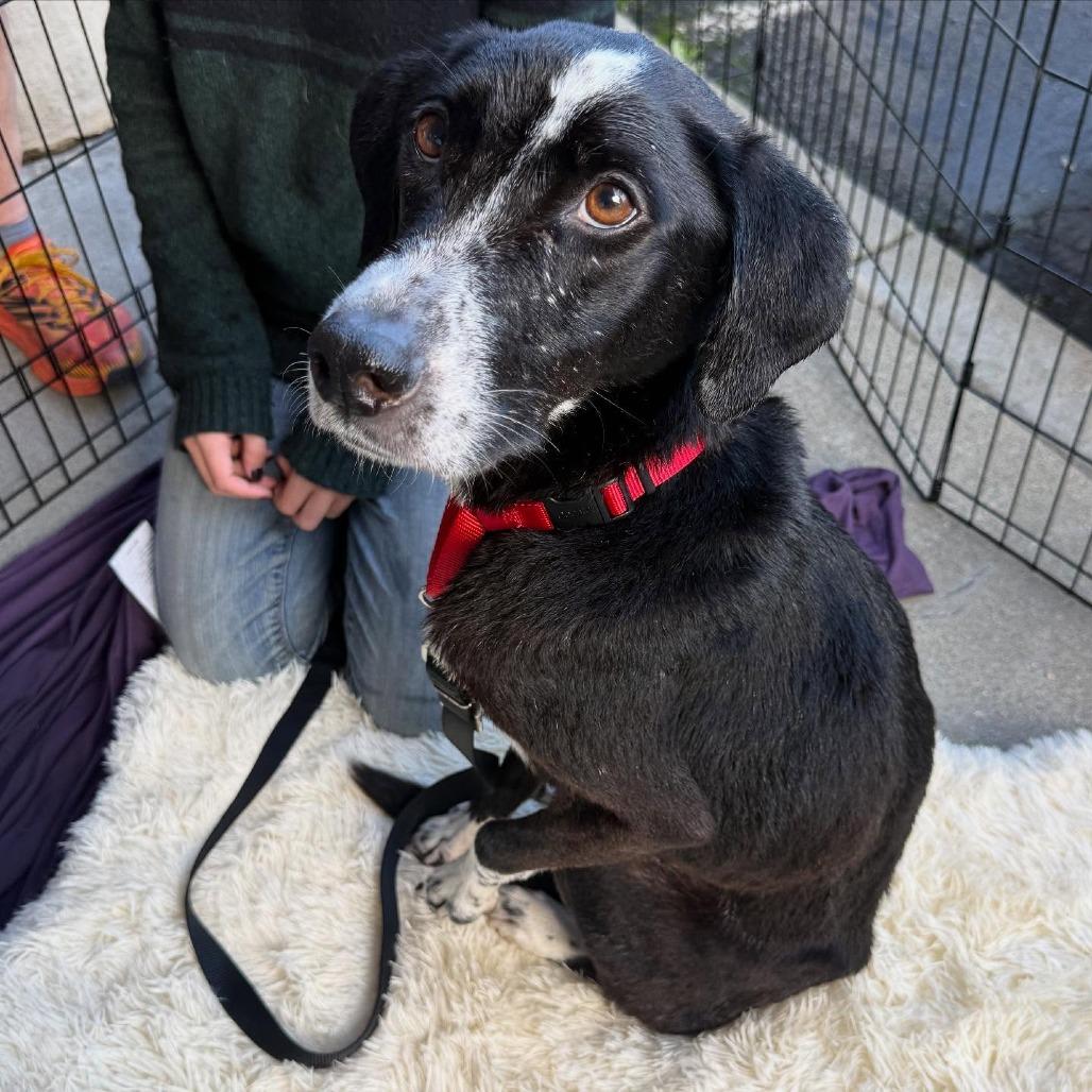 Willow, a Adoptable Mixed Breed in San Francisco, CA image 3/3