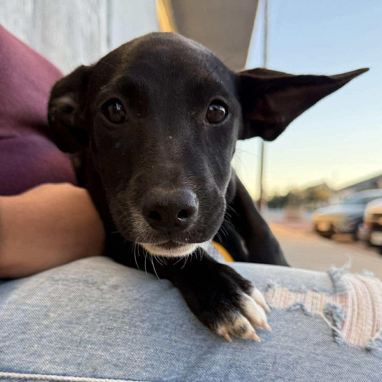 Pistachio, a Adoptable mixed breed in Bensalem, PA image 6/6