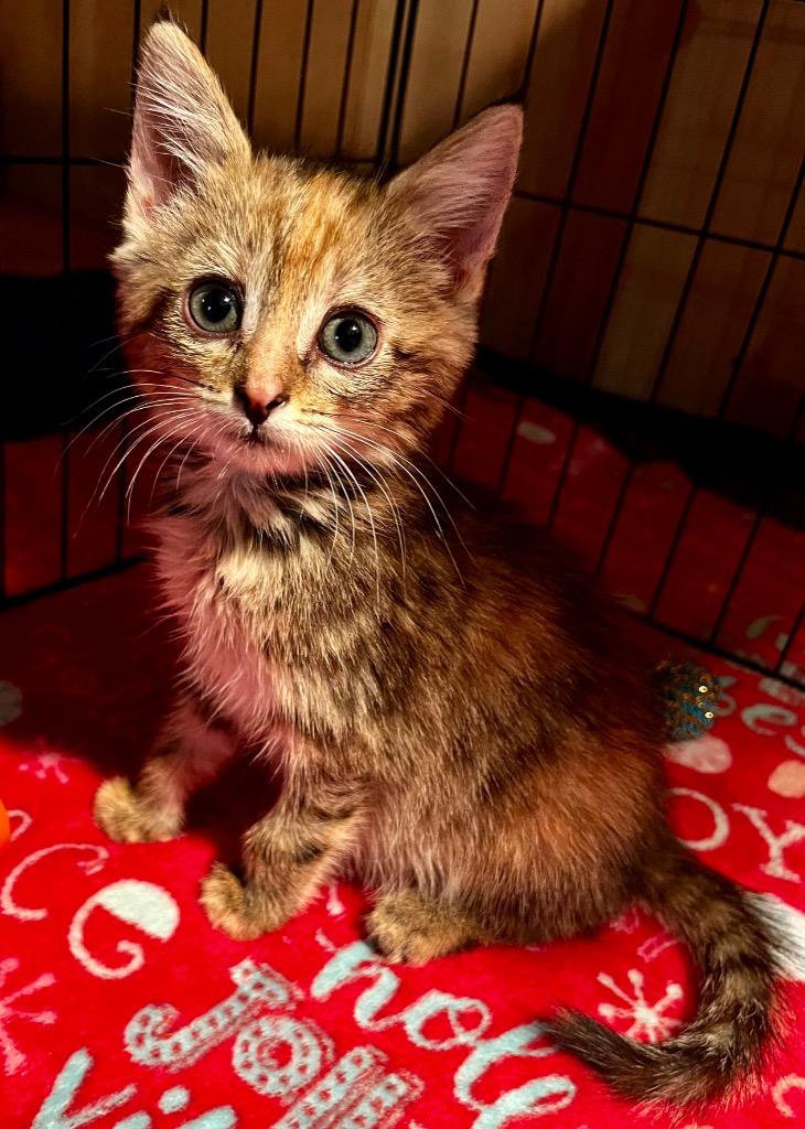 Jupiter, Adoptable, Kitten Female Domestic Short Hair.