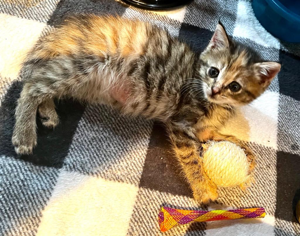 Jupiter, Adoptable, Kitten Female Domestic Short Hair.