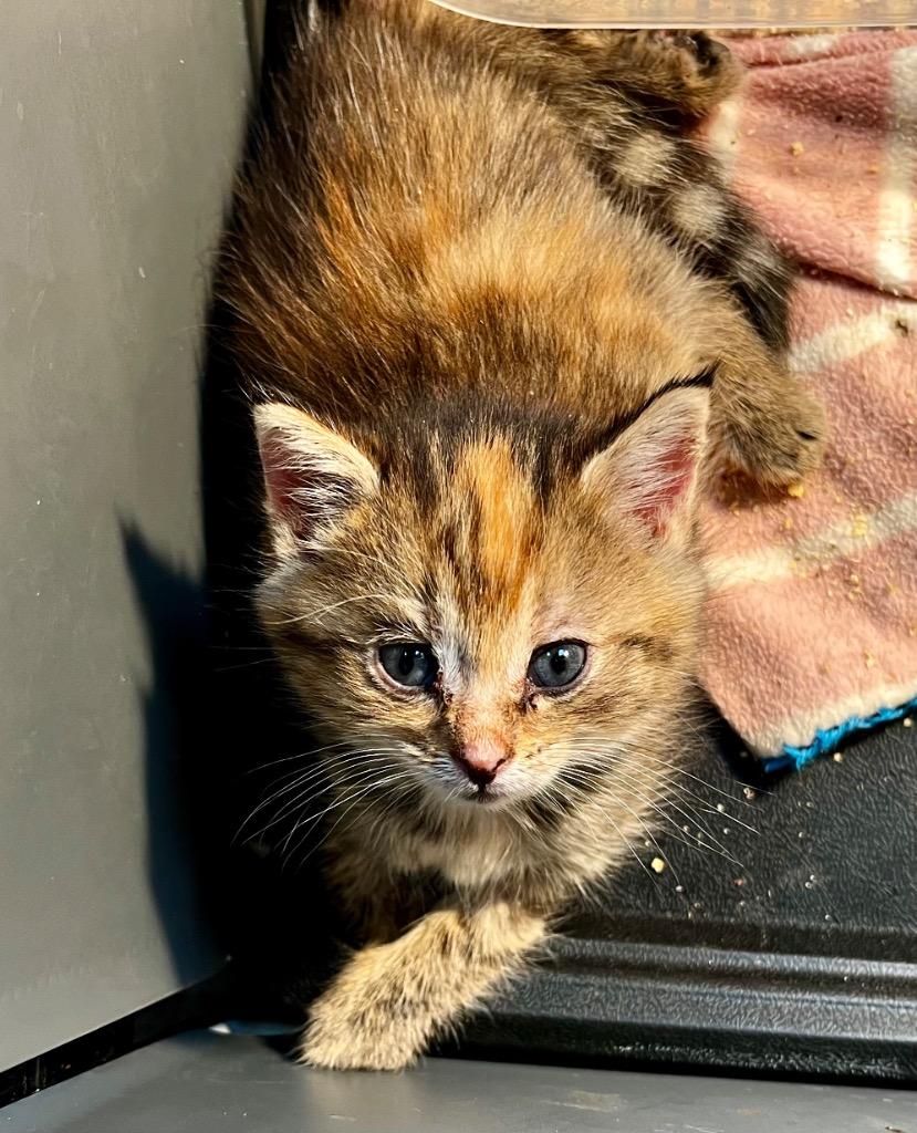 Jupiter, Adoptable, Kitten Female Domestic Short Hair.