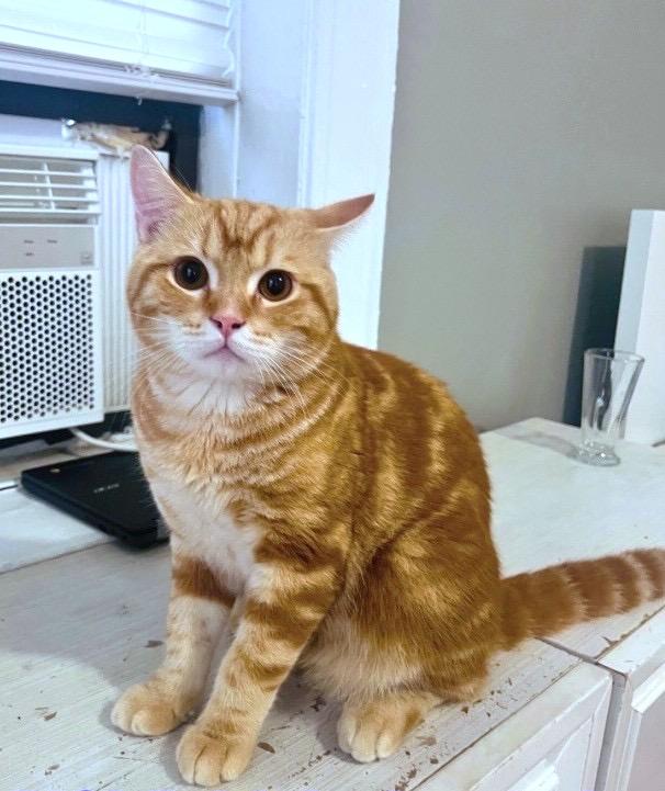 Enlarge Rigi, a Adopted British Shorthair in Brooklyn, NY image 1/2