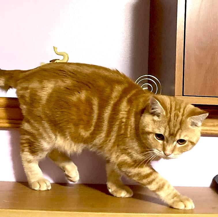 Enlarge Rigi, a Adopted British Shorthair in Brooklyn, NY image 2/2