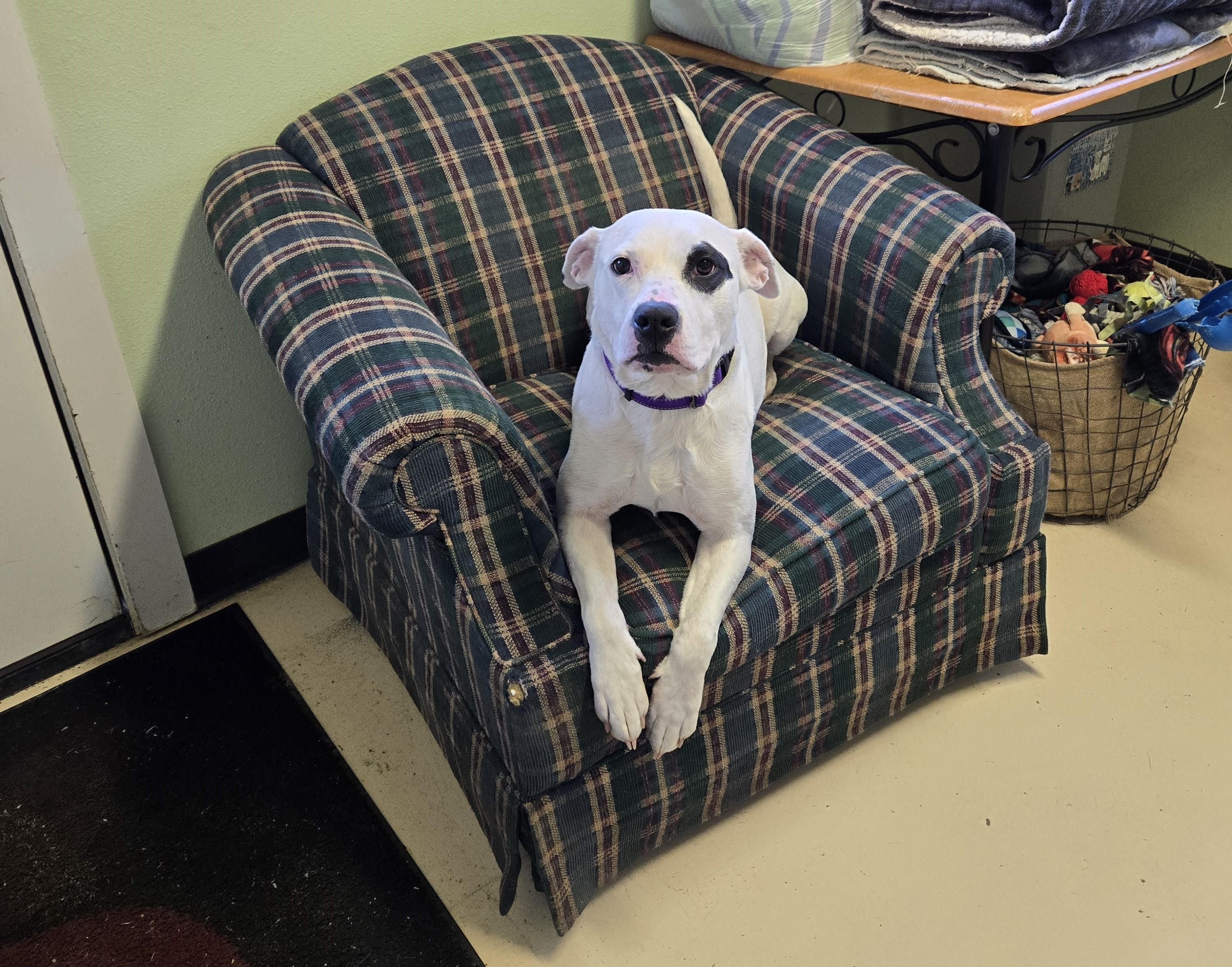 Cora, an adopted Terrier in Jacksonville, OR image 4/5