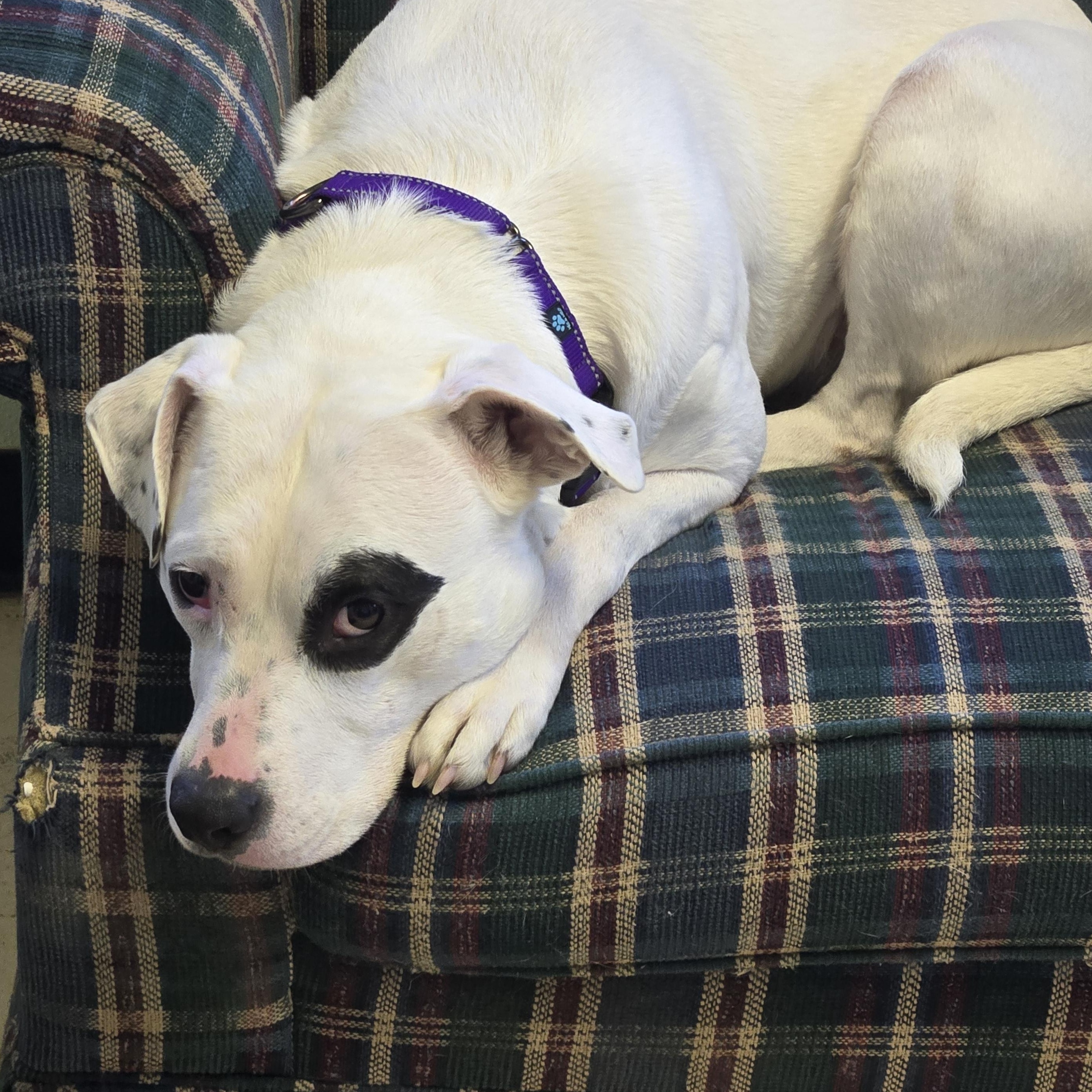 Cora, an adopted Terrier in Jacksonville, OR image 3/5