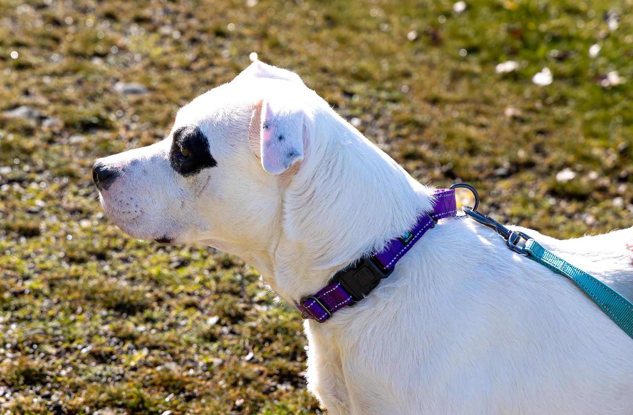 Cora, an adopted Terrier in Jacksonville, OR image 5/5
