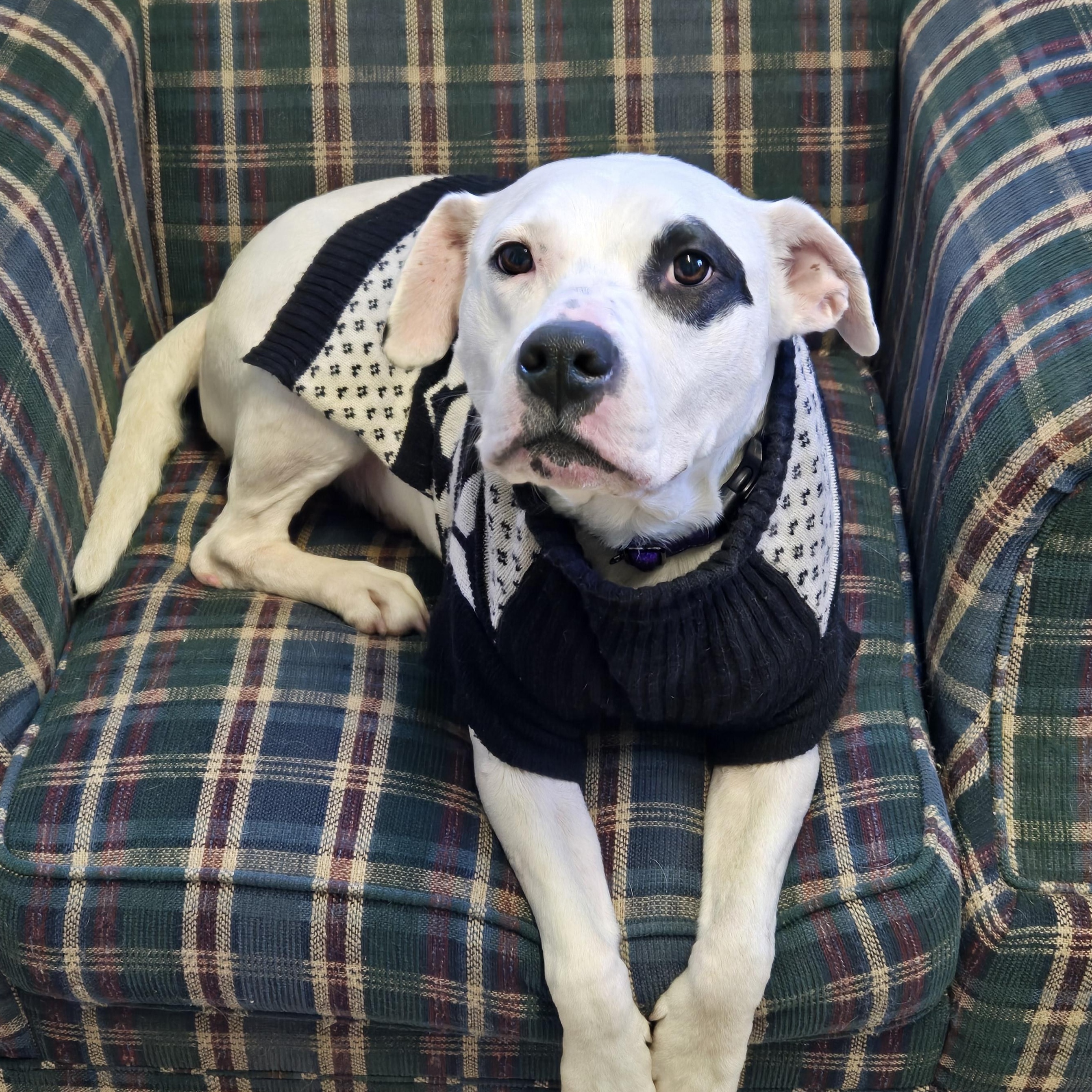 Cora, adopted, Adult Female Terrier.