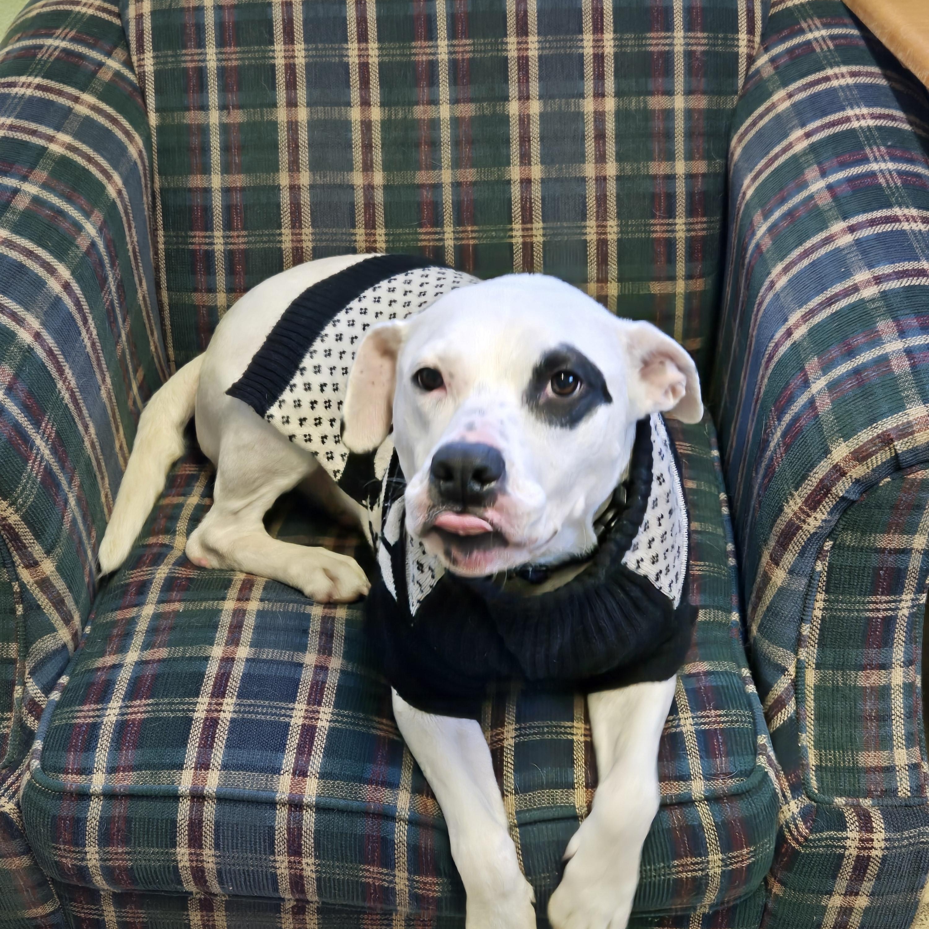 Cora, an adopted Terrier in Jacksonville, OR image 2/5