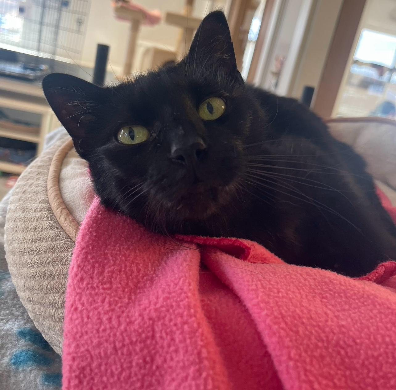 Enlarge Willow 2, a Adoptable Domestic Short Hair in Indiana, PA image 4/4