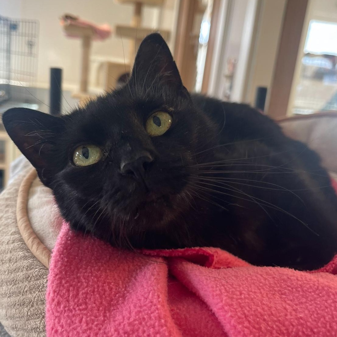 Enlarge Willow 2, a Adoptable Domestic Short Hair in Indiana, PA image 1/4