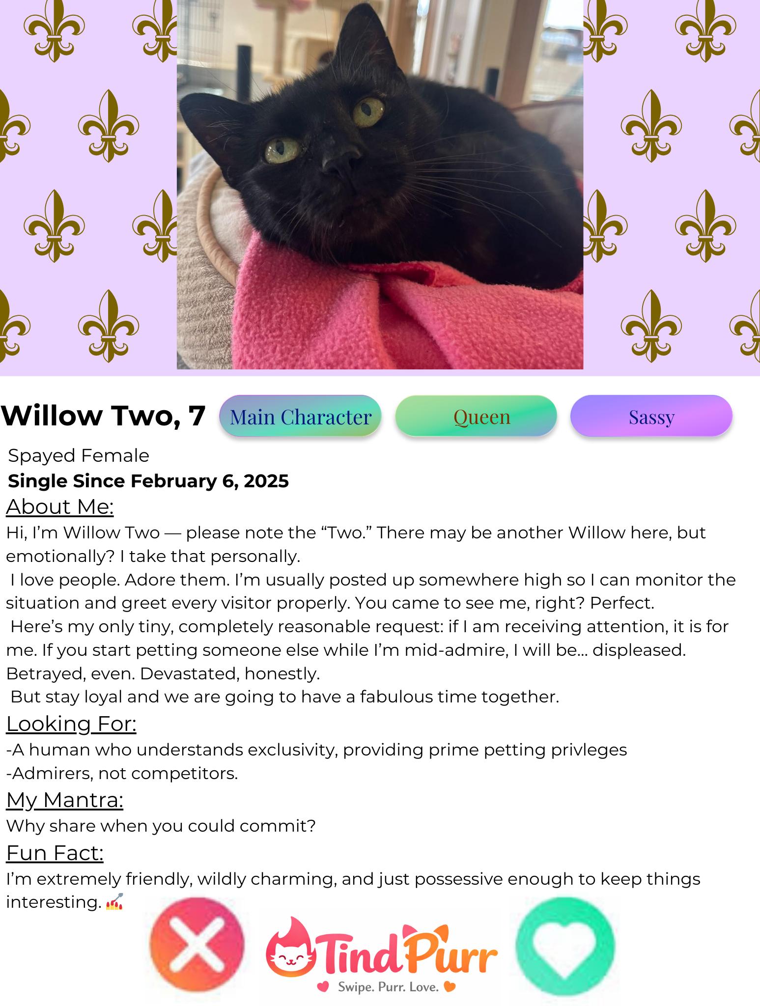Willow 2 — thumbnail 3