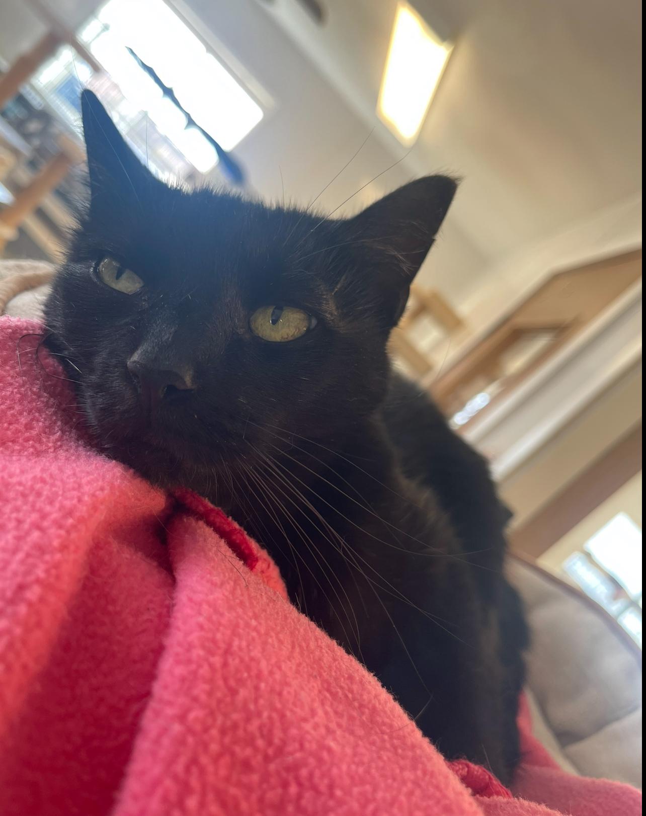 Enlarge Willow 2, a Adoptable Domestic Short Hair in Indiana, PA image 3/4