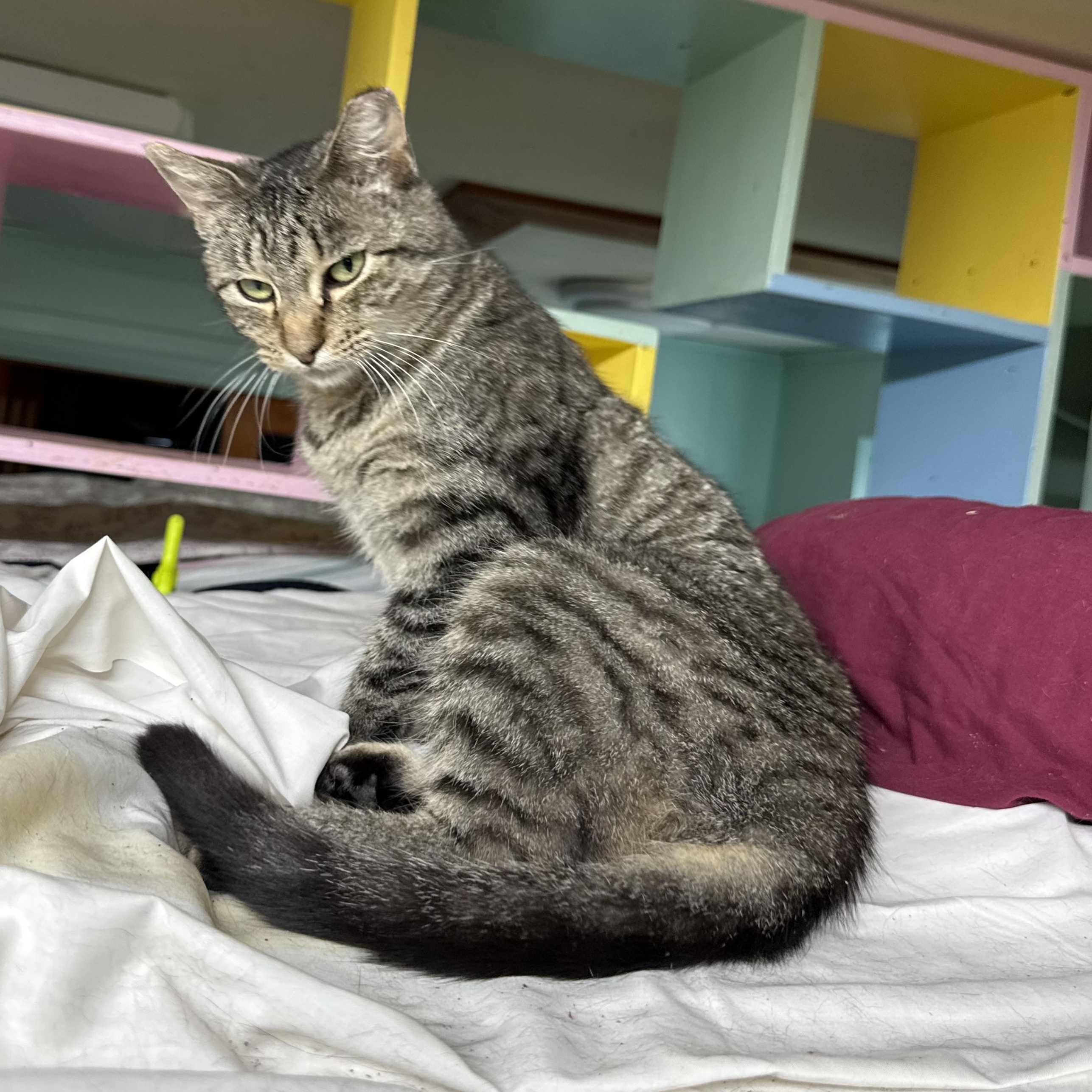 Malia, a Adoptable Domestic Short Hair in Cortland, NY image 2/2