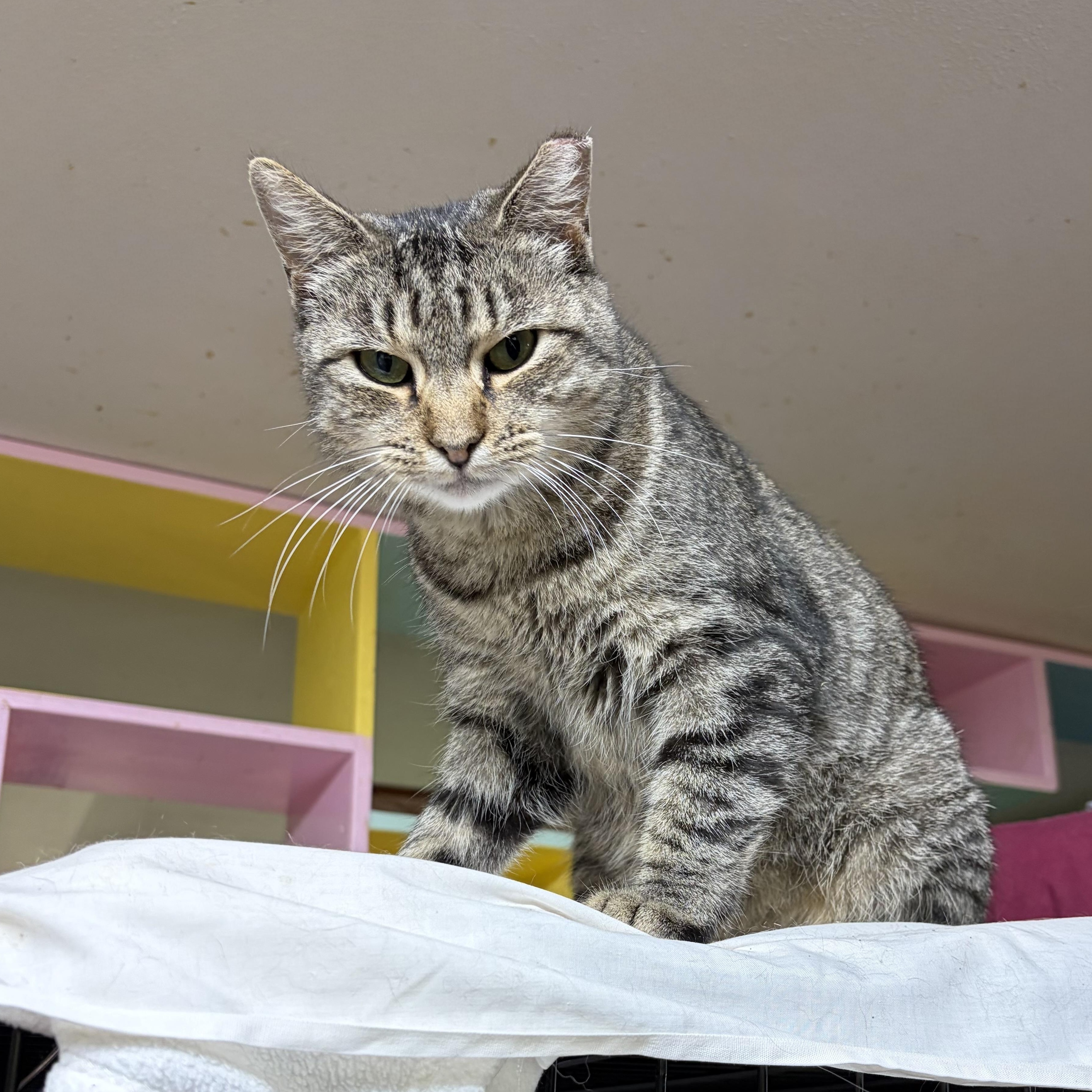Malia, Adoptable, Kitten Female Domestic Short Hair.